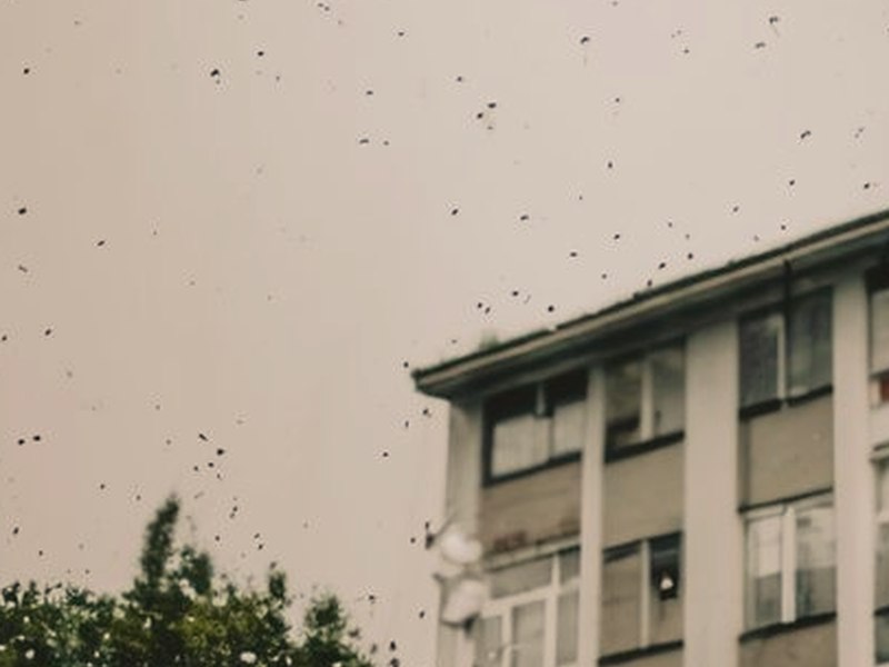 貓科男友的逗弄方法